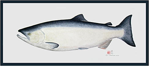 Framed gyotaku salmon fish print